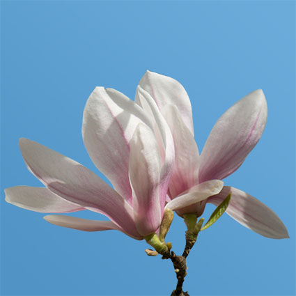 Magnolienblüte